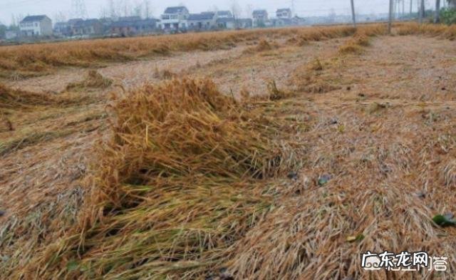 今日小满,农村俗语“小满不满,麦有一险”是什么意思?为何麦子有一险?