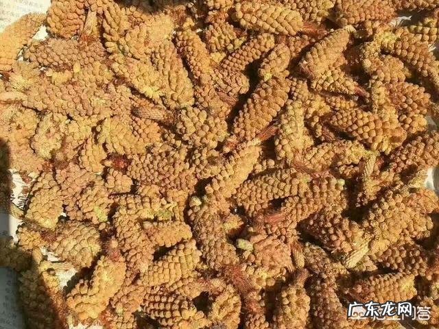 农村松树开花后，收集到的松花粉有何作用？