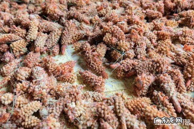 农村松树开花后,收集到的松花粉有何作用?