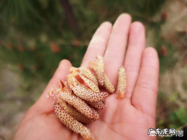 农村松树开花后,收集到的松花粉有何作用?