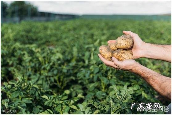 吃土豆的好处有哪些?