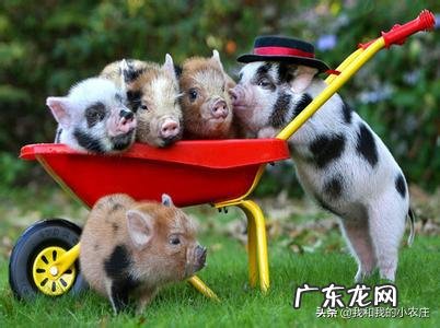 不给仔猪剪牙行不行?