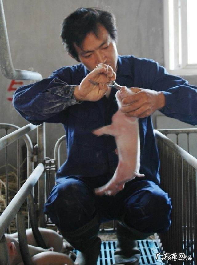 不给仔猪剪牙行不行？