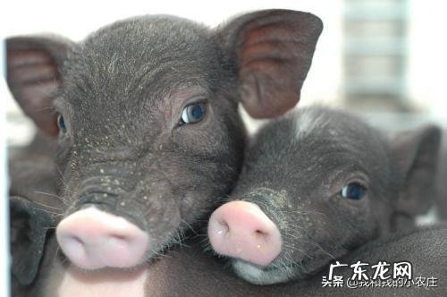 不给仔猪剪牙行不行？