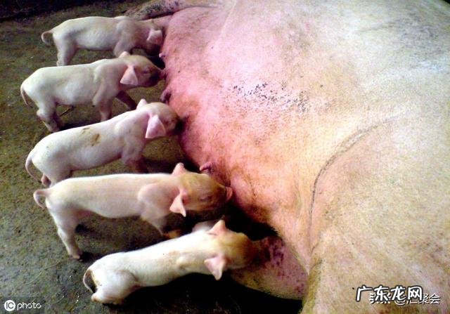 不给仔猪剪牙行不行？