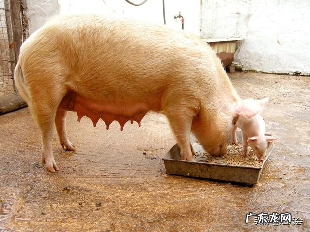 不给仔猪剪牙行不行？