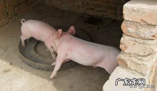 不给仔猪剪牙行不行？