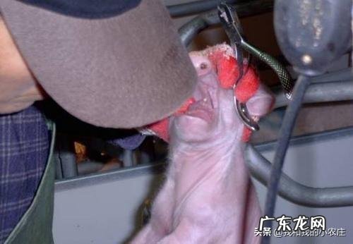 不给仔猪剪牙行不行?