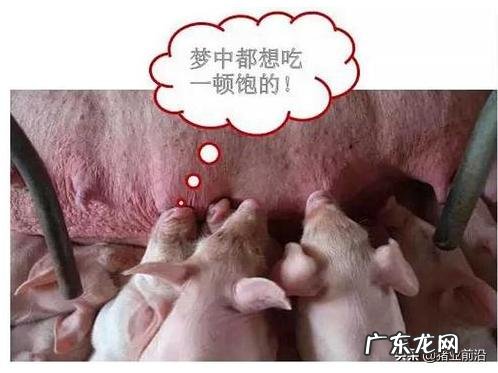 不给仔猪剪牙行不行？