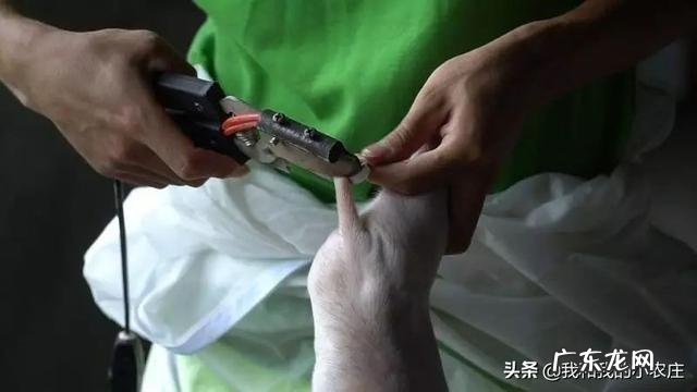 不给仔猪剪牙行不行?