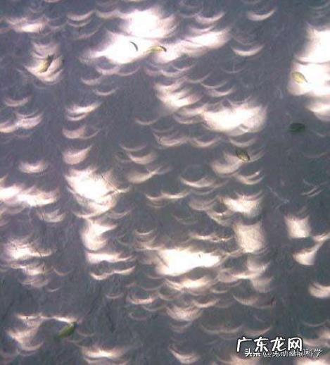 今天日食时树下看到的阴影求科学解释?