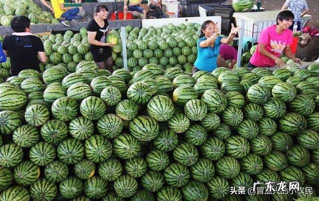 为什么立秋后瓜农的西瓜销量急剧下滑,就不再买西瓜吃了吗?