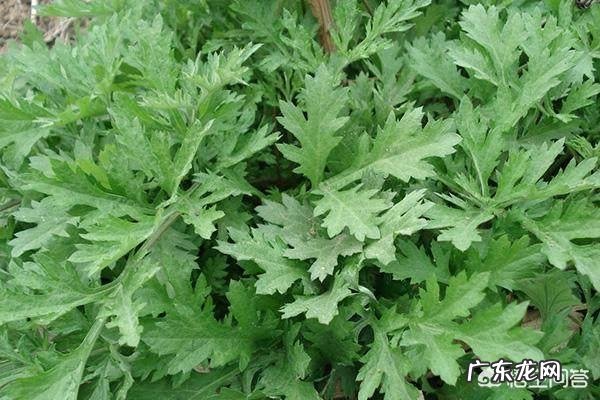 如何去除床上的螨虫?