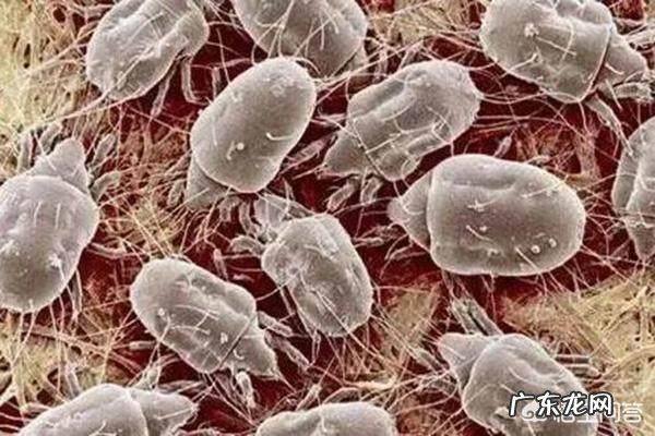 如何去除床上的螨虫?