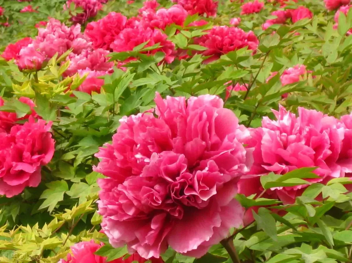 三年大疫,众生皆苦,敢问路在何方?