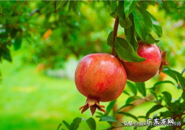 孕期适合吃石榴吗?