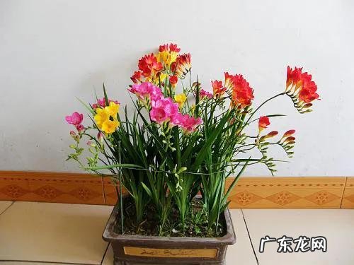 中国最香的花是什么花?哪些花比较好养?