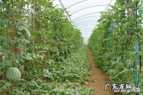 大棚种植西瓜,如何实现“一茬多收”?有哪些栽培技巧?