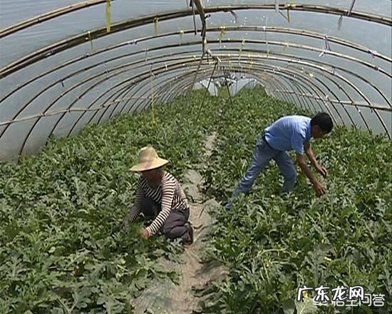 大棚种植西瓜，如何实现“一茬多收”？有哪些栽培技巧？