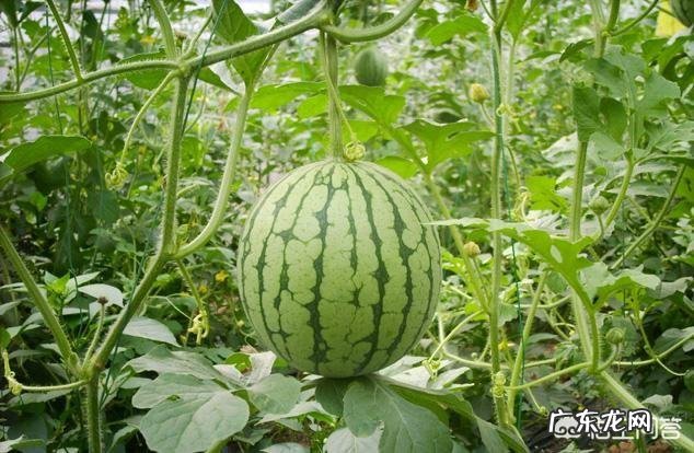 大棚种植西瓜,如何实现“一茬多收”?有哪些栽培技巧?