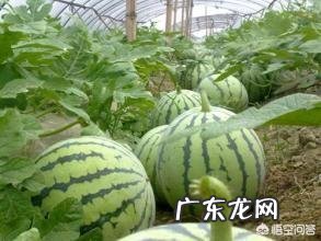 大棚种植西瓜,如何实现“一茬多收”?有哪些栽培技巧?