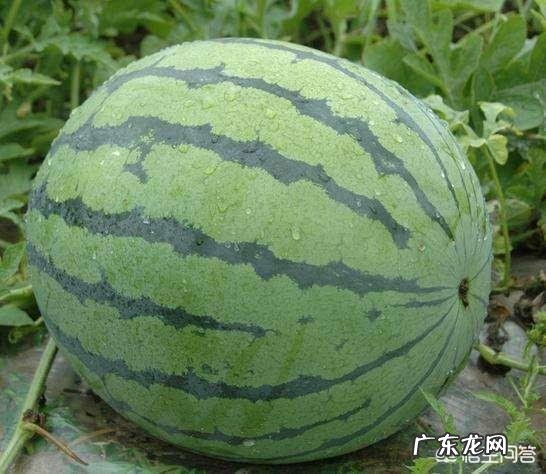 大棚种植西瓜,如何实现“一茬多收”?有哪些栽培技巧?