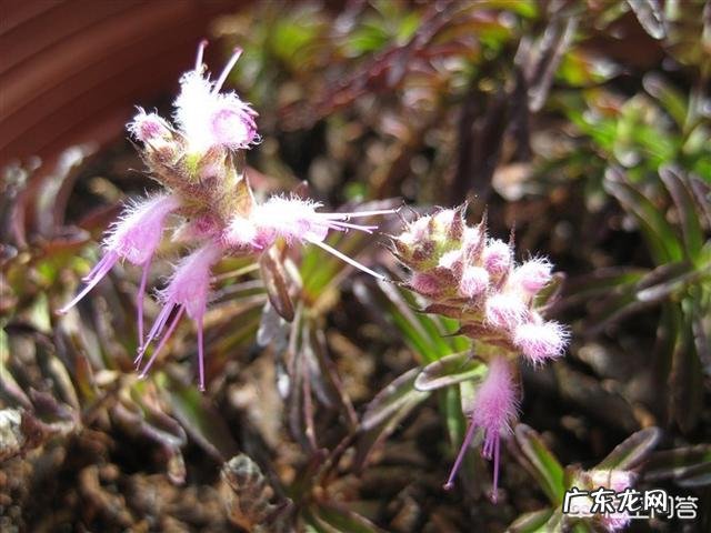 云松叶茶是什么茶?