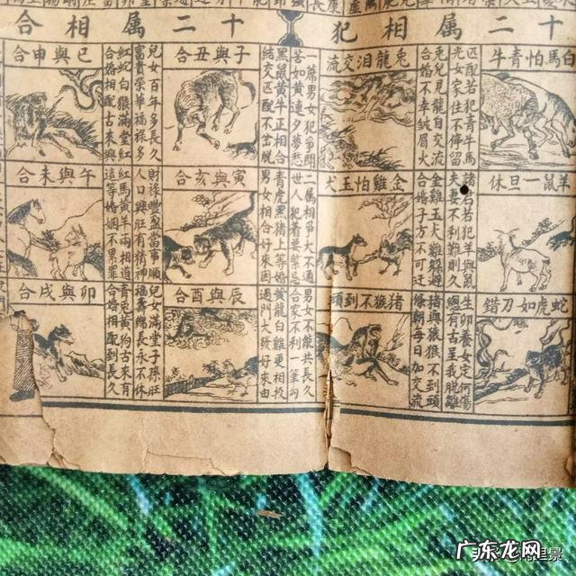 十二属相哪些搭配最合适?