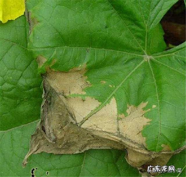 丝瓜叶片出现萎蔫是什么原因?怎么补救?