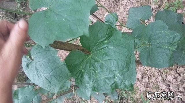 丝瓜叶片出现萎蔫是什么原因?怎么补救?