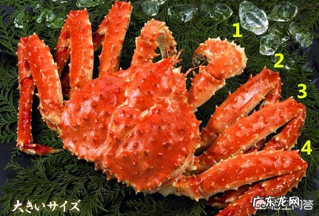 为什么帝王蟹不是螃蟹?