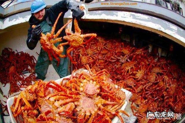 为什么帝王蟹不是螃蟹?