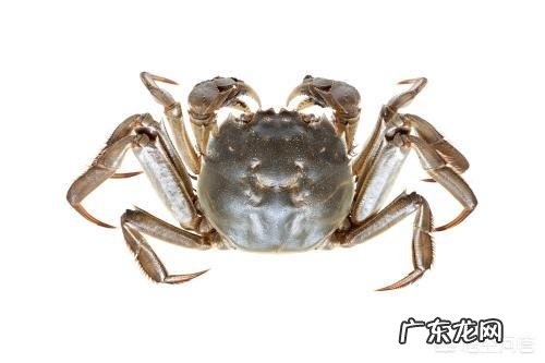 为什么帝王蟹不是螃蟹?