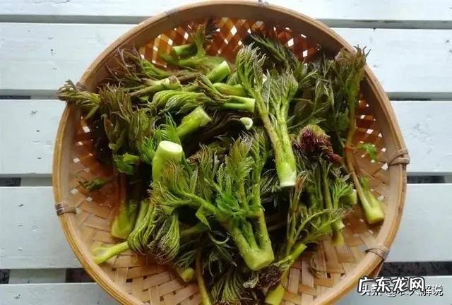 农村山里面几月份能采到刺老芽?