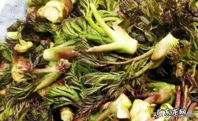 农村山里面几月份能采到刺老芽?