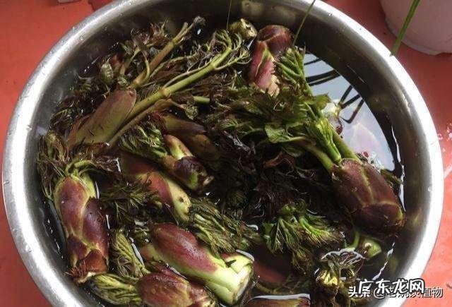 农村山里面几月份能采到刺老芽?