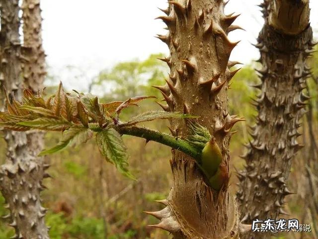 农村山里面几月份能采到刺老芽?