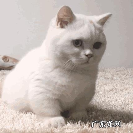 女生大姨妈,暖男要泡什么给女生喝?