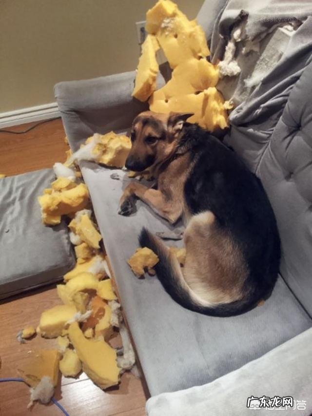 人为什么爱养宠物?