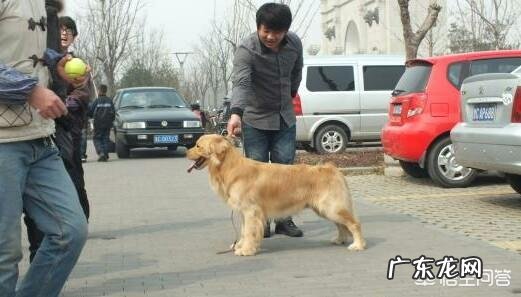 人为什么爱养宠物?