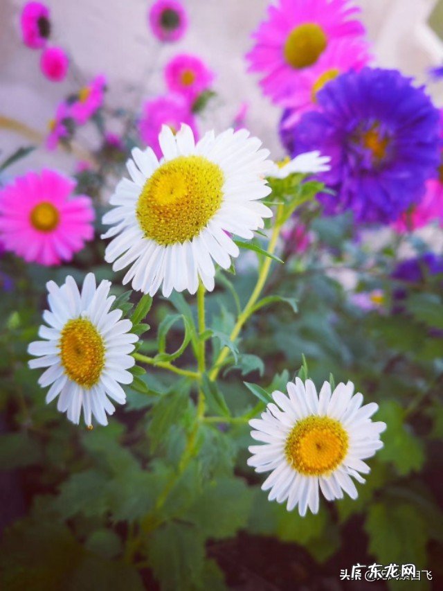 为什么说沿途风景永远都是流动的?