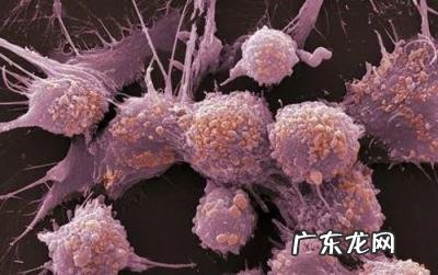 芥子气是什么毒剂 白芥子的气味