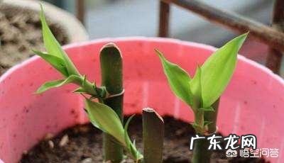 富贵竹能扦插吗?富贵竹怎么繁殖?