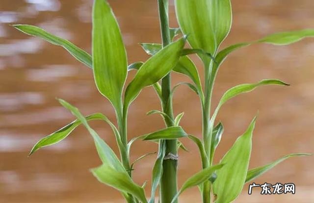 富贵竹能扦插吗?富贵竹怎么繁殖?