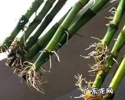 富贵竹能扦插吗?富贵竹怎么繁殖?