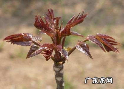 可采食的野菜花有哪些?什么野菜花最令百姓喜爱食用?