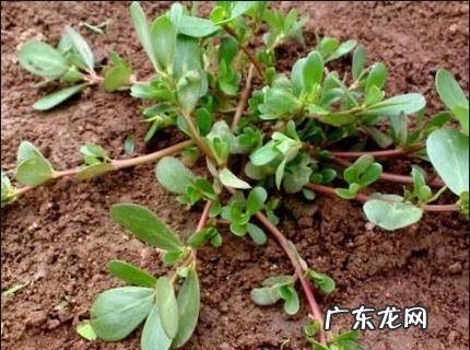 可采食的野菜花有哪些?什么野菜花最令百姓喜爱食用?