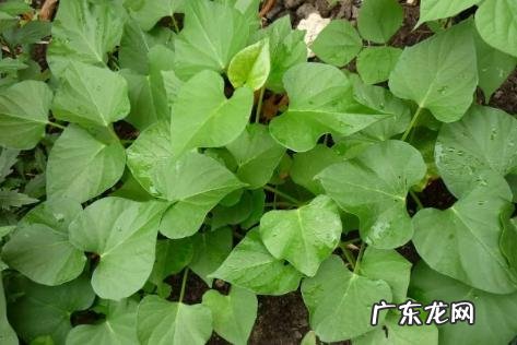 可采食的野菜花有哪些?什么野菜花最令百姓喜爱食用?