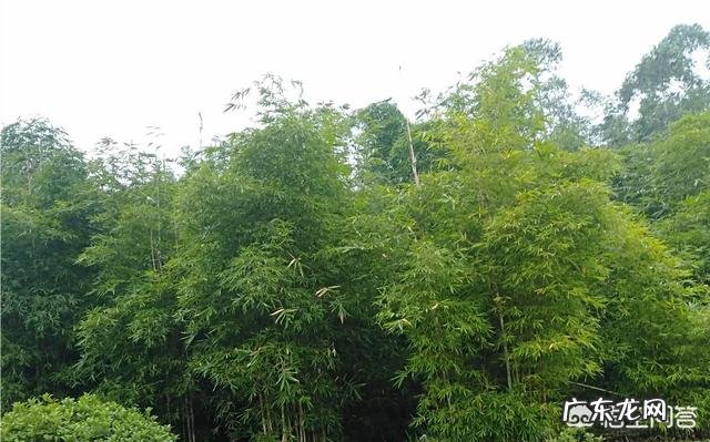 写日记能提高写作水平吗?