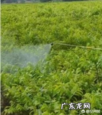 怎么克服葡萄的病害?